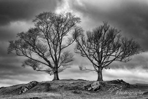 Winter Trees